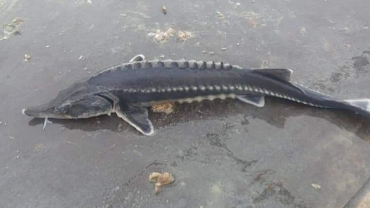 Havyarı 2 milyon lira eden balık Keban'da tekrar görüldü